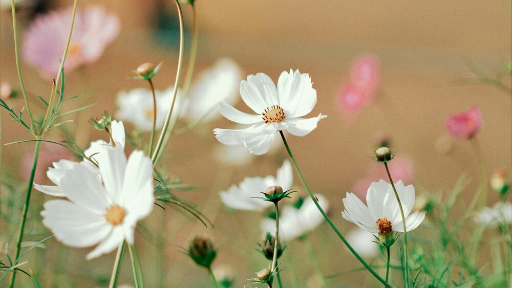 The Healing Power of Spring: Coping with Grief as the Seasons Change